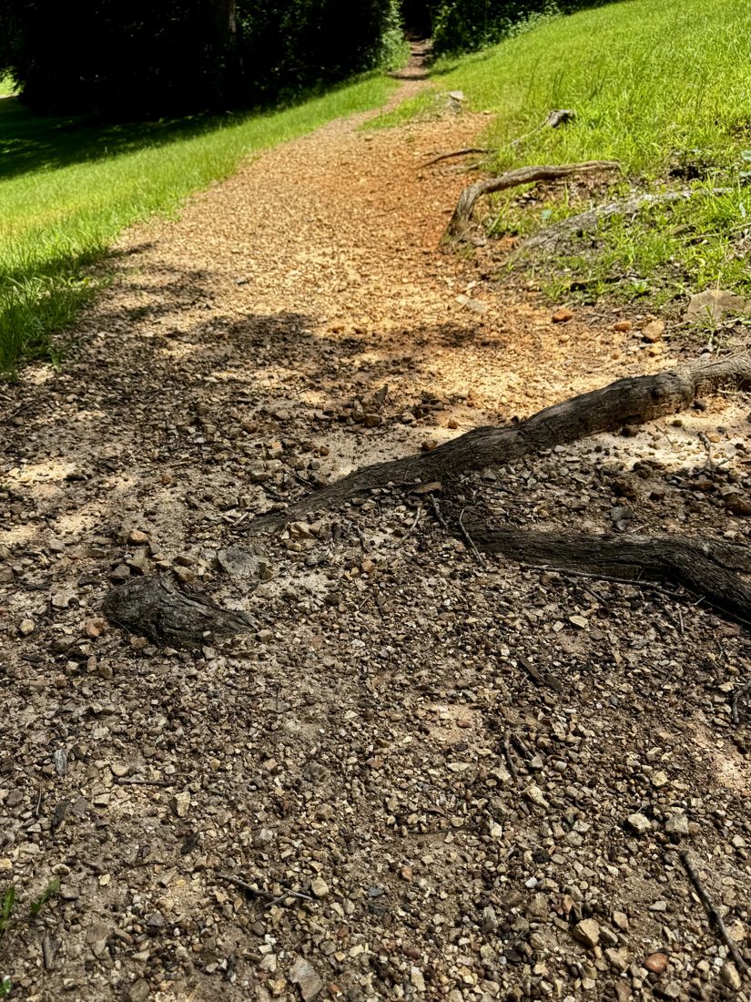 The medium-roughness singletrack test surface: packed dirt, loose gravel, and exposed roots
